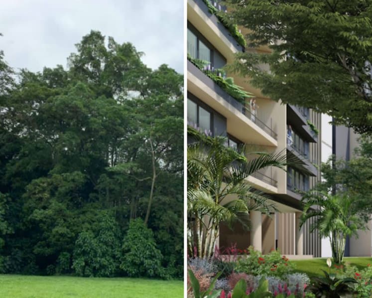 Commentary: Saving Dover Forest and the plight of the Singapore urban planner
