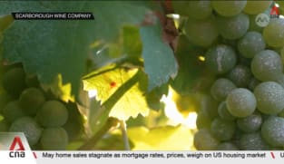 Australian vineyard looks to find solutions amid constant climate disasters