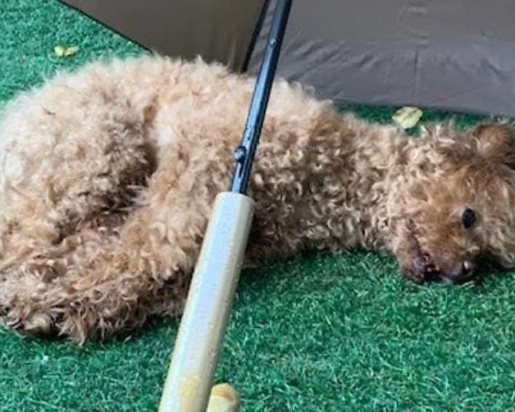 Maid jailed for throwing dog from balcony; animal was badly injured and had to be put down