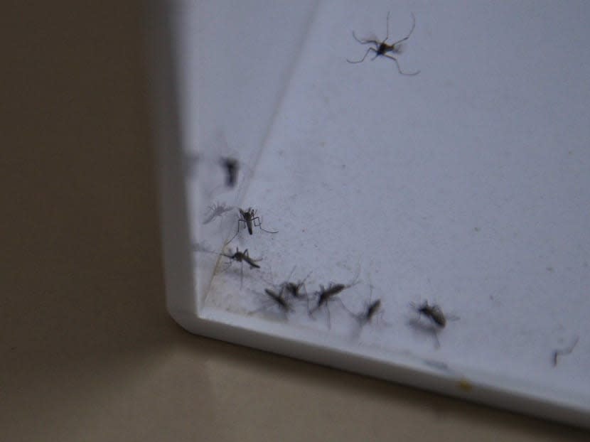 As dengue cases soar, mosquito-suppressing Project Wolbachia to be expanded to about a third of HDB flats As dengue cases soar, mosquito-suppressing Project Wolbachia to be expanded to about a third of HDB flats