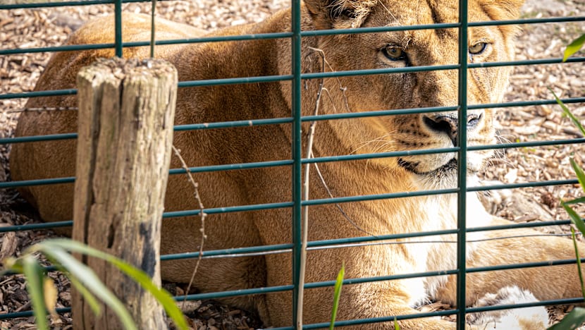 சிங்கத்தின் கூண்டுக்குள் புகுந்த 19 வயது இளையர் மரணம்