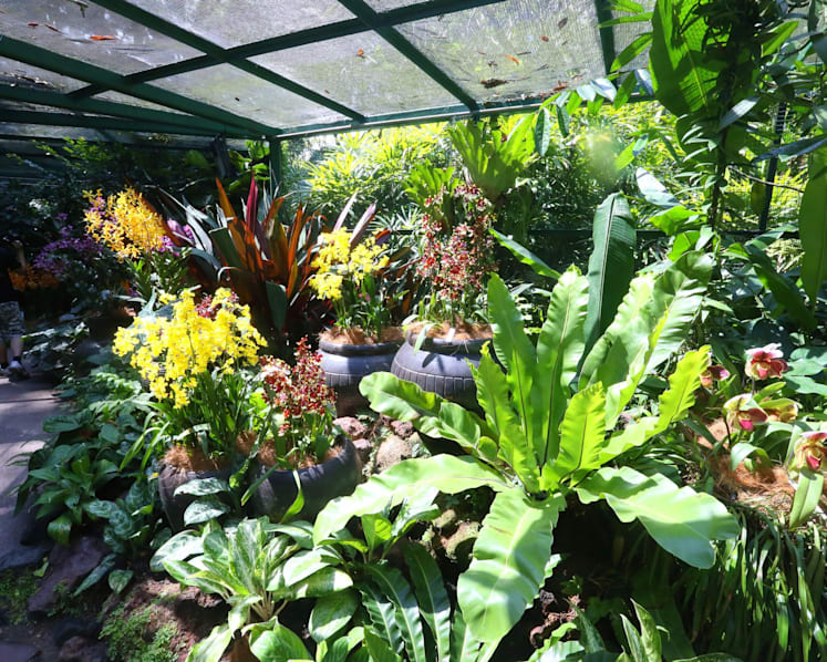 More enhancements to National Orchid Garden underway