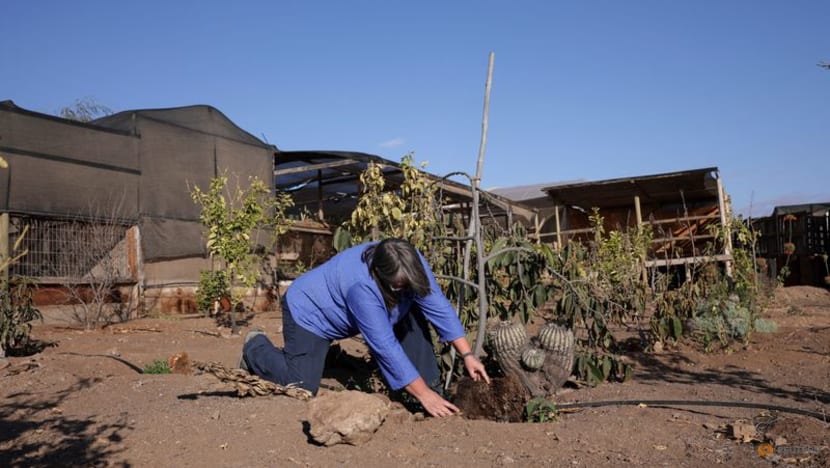 A water-saving tool in drought-hit Chile: human hair A water-saving tool in drought-hit Chile: human hair