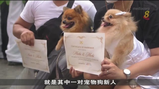 马尼拉百名宠物主人为宠物们举行特别婚礼和祝福仪式