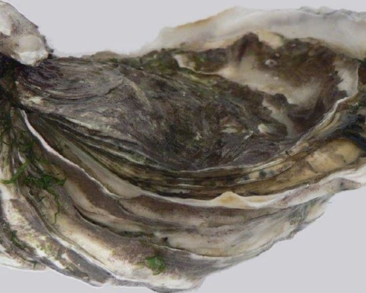 SFA issues recall for ready-to-eat raw Pacific oysters from south Australia due to contamination