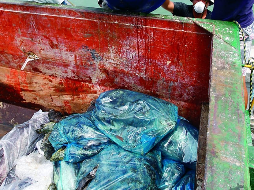 Farmers losing S$15,000 to S$300,000 as mass fish deaths look set to continue