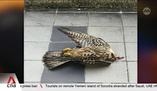 Singapore's dead bird hotline received record 650 reports last year