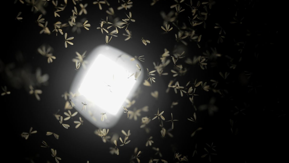 Why do flying ants, bees and beetles keep ending u