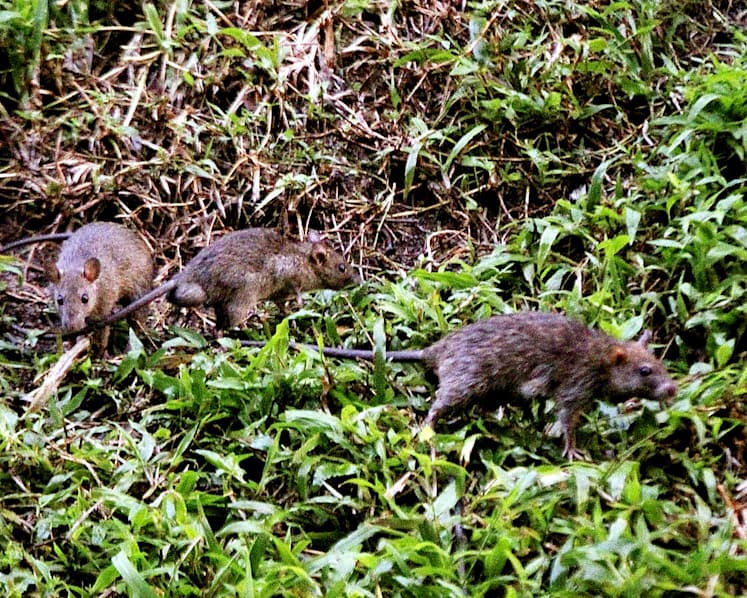 More than 10,000 rodent burrows detected in just two months last year