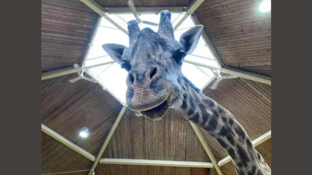 无缘见即将出生幼崽 13岁明星长颈鹿遭门夹毙