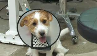 Pet grooming association working on clearer standards, certification framework by mid-2026