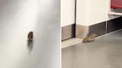 SMRT to step up pest control measures at stations and depots after rat spotted on train