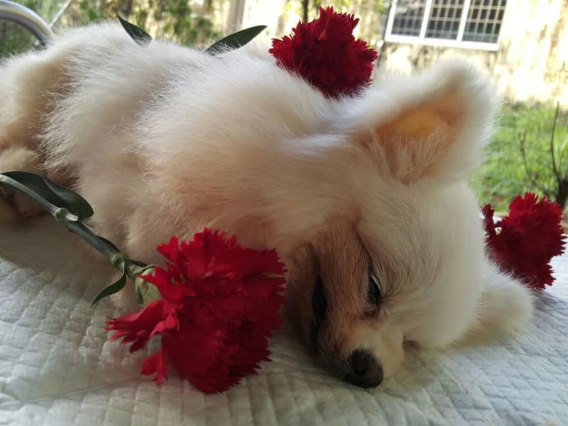 Saying goodbye: Owners go the extra mile for their pet’s final journey