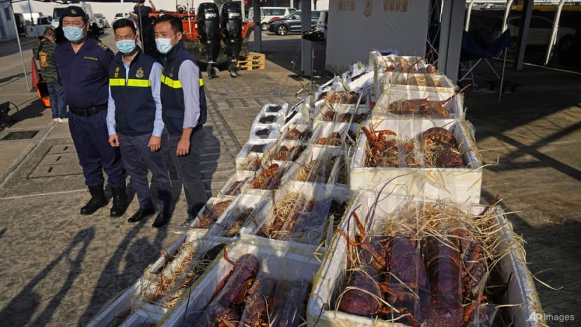 Hong Kong customs seize smuggled lobsters amid Australia ban