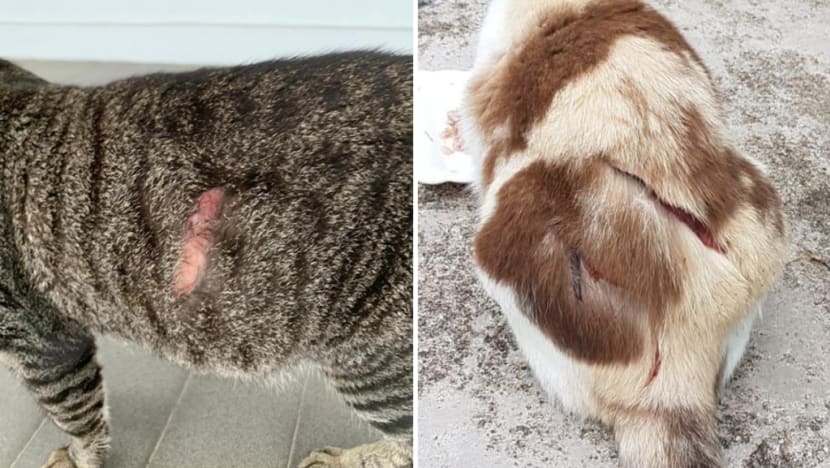 ‘Allergic to cat fur’: Man admits to slashing 7 cats in Ang Mo Kio, jailed 12 weeks