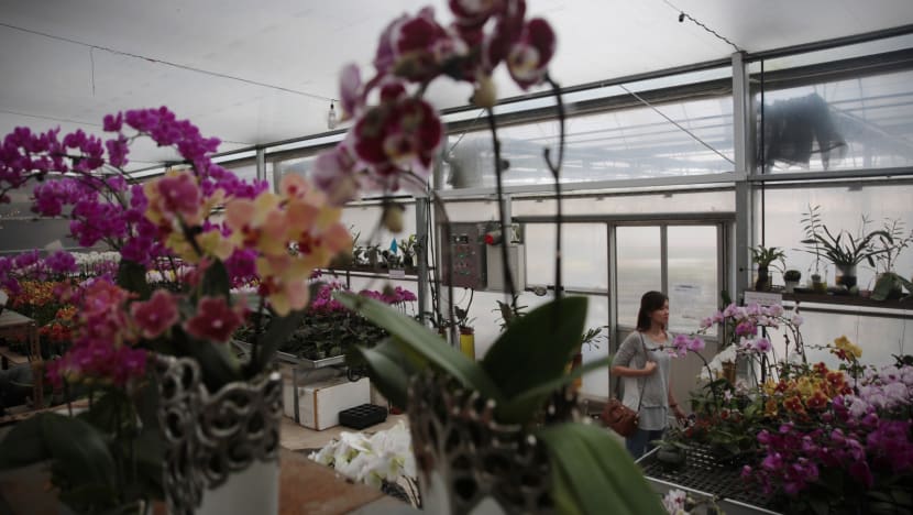 Can Singapore's orchid industry bloom again?