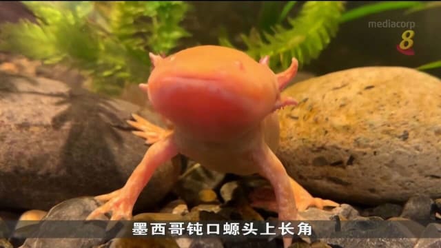 墨西哥钝口螈极度濒危 新博物馆和保育中心成立