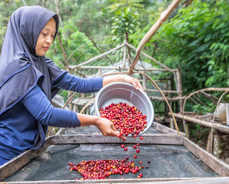From beans to business: How one Indonesian coffee farmer changed her future