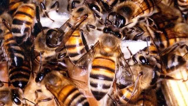 美国卡车翻覆 2亿5000万只蜜蜂破箱而出