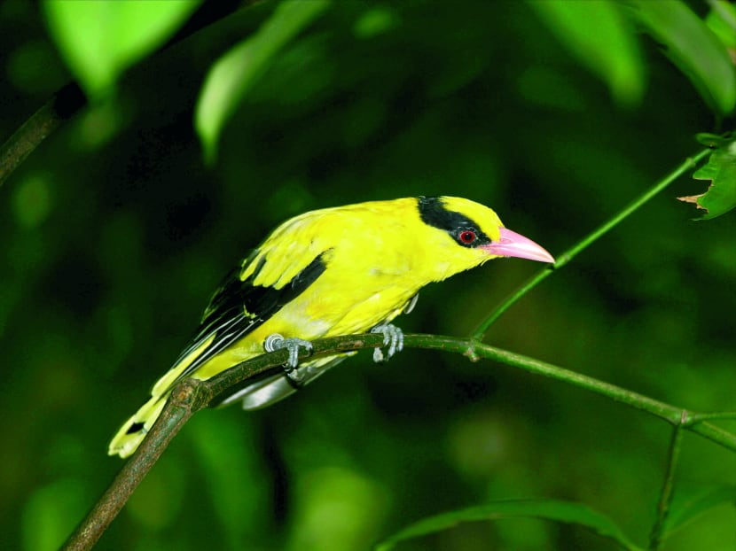 Rescued birds released into rehabilitation aviary