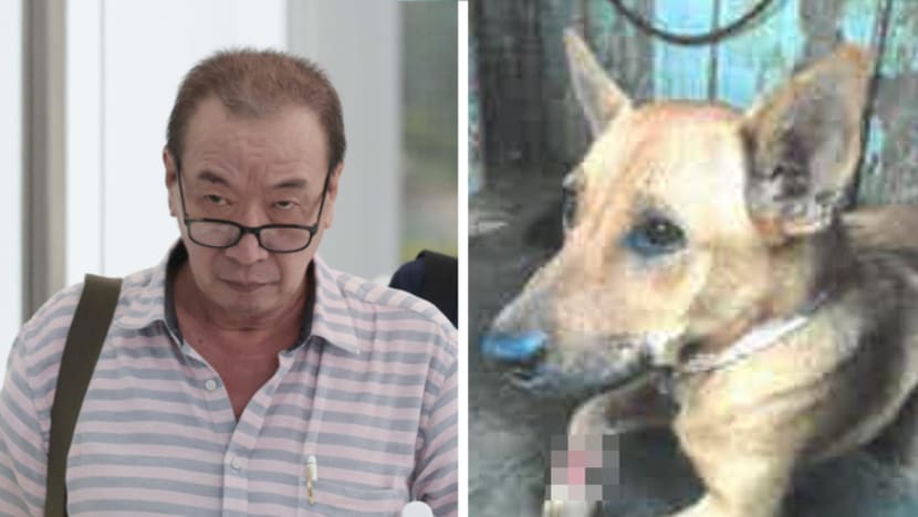 Man who failed to take Pulau Ubin dog with maggot-infested wound to vet gets fine, pet-owning ban Man who failed to take Pulau Ubin dog with maggot-infested wound to vet gets fine, pet-owning ban