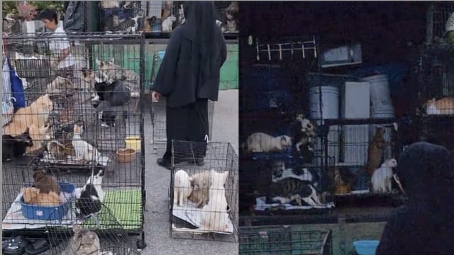为载100只爱猫到新家 马国妇女专门雇罗厘 