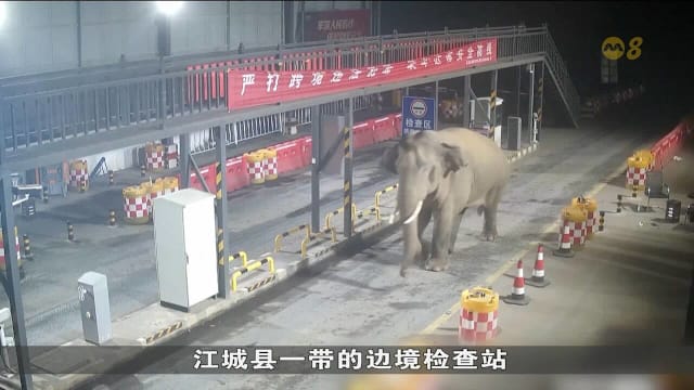 亚洲象闯入云南检查站 警员迅速撤离