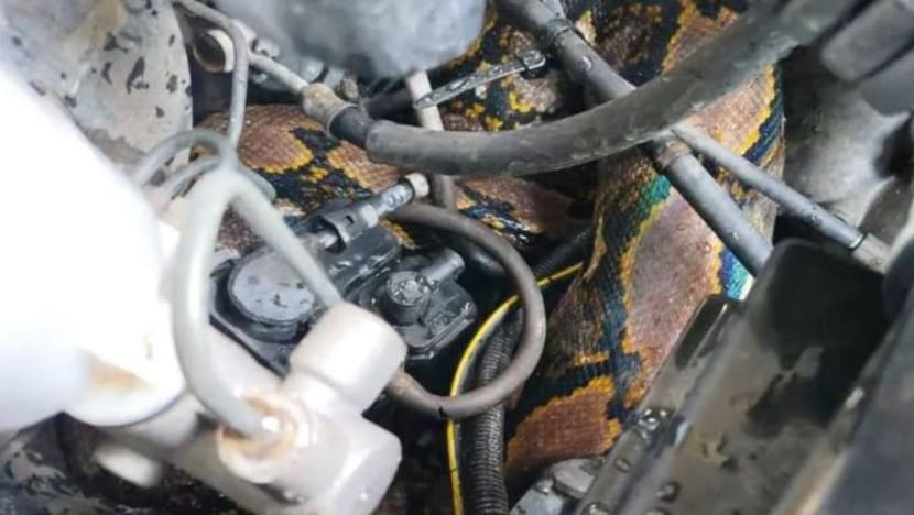 Ular 20kg sorok dalam kereta di Melaka Ular 20kg sorok dalam kereta di Melaka