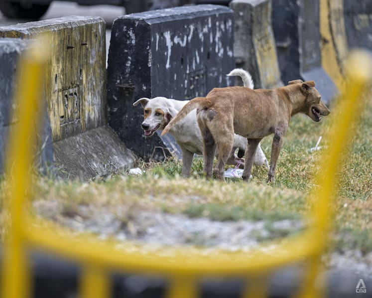 Dog's death during canine-catching operation renews scrutiny of how Malaysia manages strays