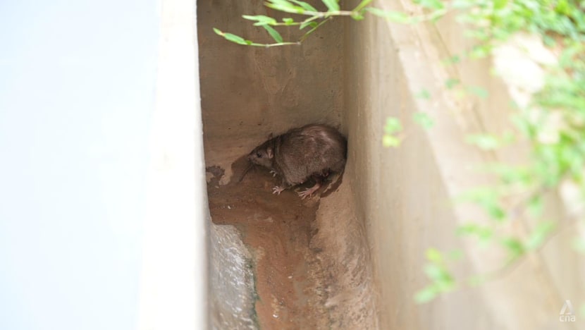 Average number of rat burrows falls 40% in early 2026: NEA Average number of rat burrows falls 40% in early 2026: NEA