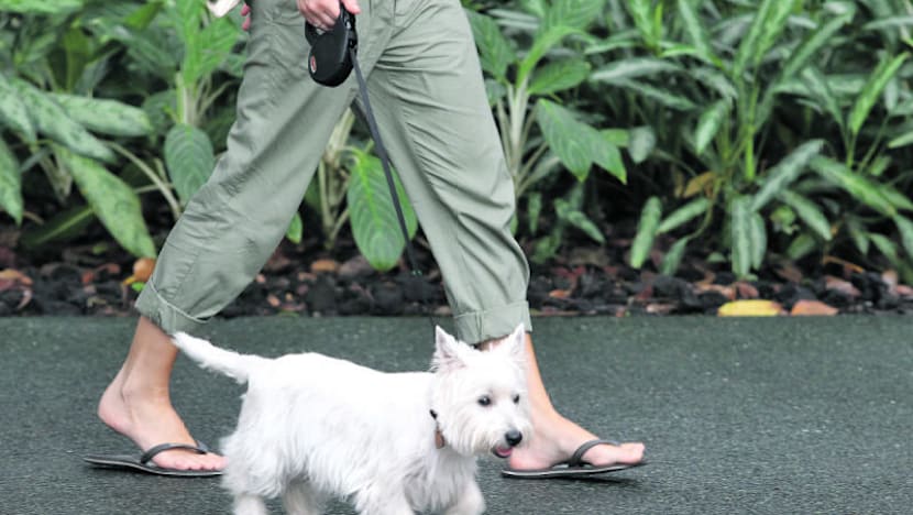 Pets can Uber too with new service by ride-hailing firm