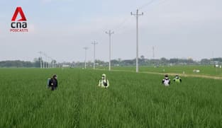 CNA Correspondent Podcast - Can rice farming ever be climate friendly? 