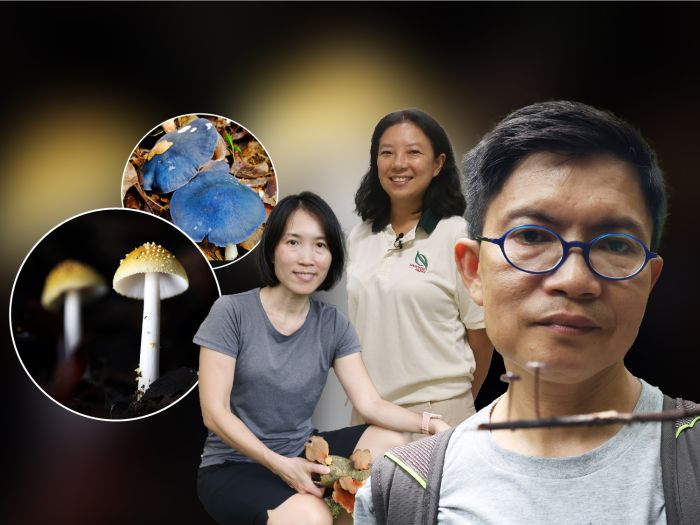 S'pore hunters: Mushroom spotters going wild over their fascinating finds | Video