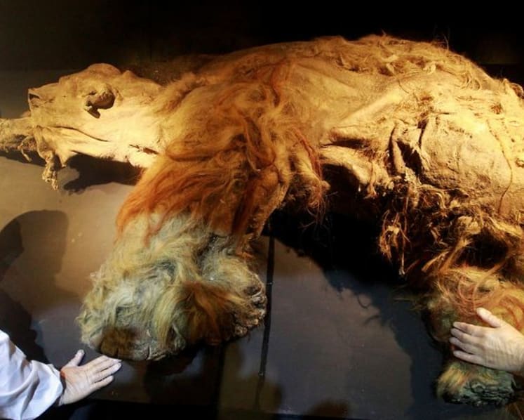 RNA recovered from Siberian mammoth that died 39,000 years ago