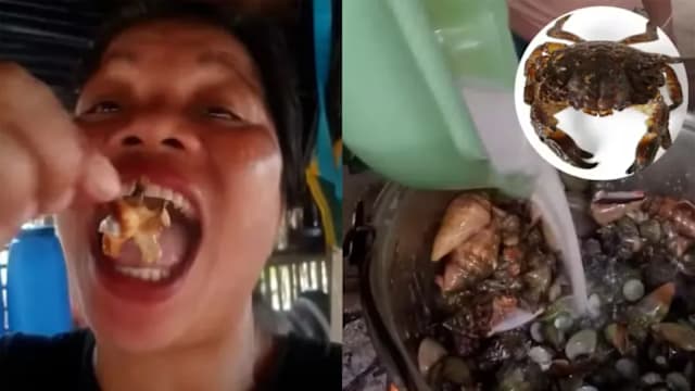 网红食用“魔鬼蟹”中毒身亡