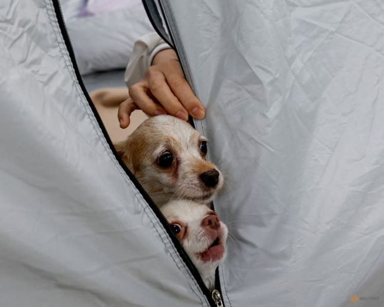 Dogs allowed: Animal hospital opens doors to Japan quake survivors and their pets