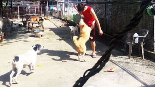 动物热爱者协会被令下个月迁出动物之家 慈善总监将展开调查