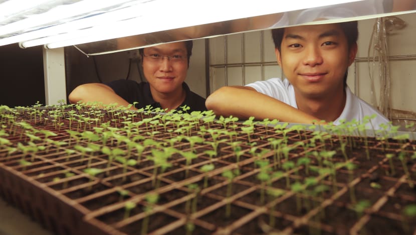 Two S’pore companies try new high-tech farming processes