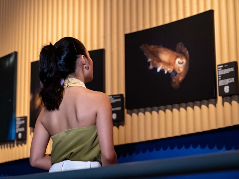 Dive into action: How you can help protect our ocean&rsquo;s splendour