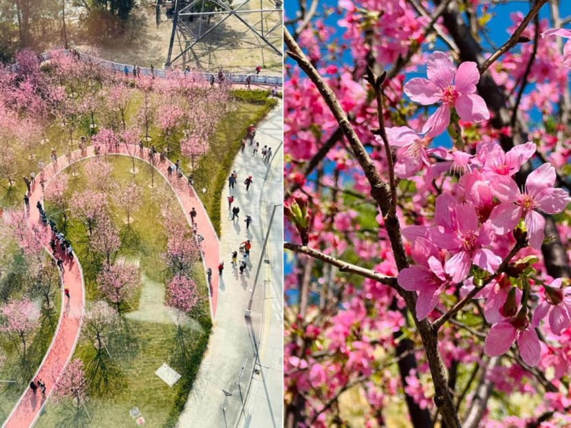 Hong Kong’s Cherry Blossom Season Is In Full Swing — Here’s Where To Go Sakura-Spotting In HK