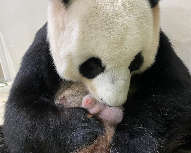 Talks underway to extend loan of giant pandas in Singapore; Jia Jia ‘growing into role’ as first-time mum
