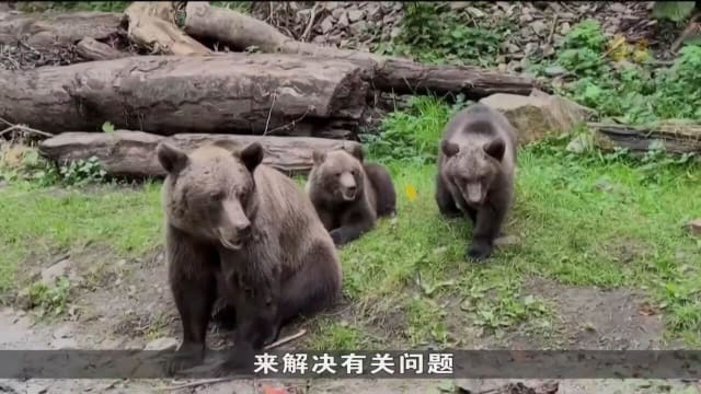 罗马尼亚通过修订新条例 允许每年捕杀多达500只野熊