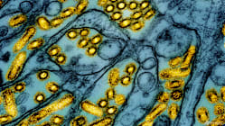 Related article image