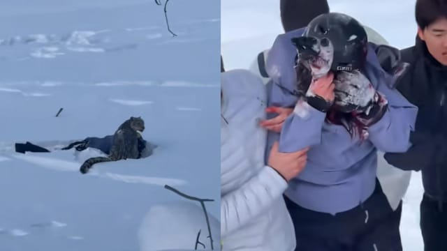 下车近距离拍照 新疆滑雪游客遭雪豹扑咬受伤