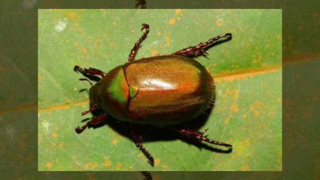 乌敏岛发现两个科学新物种 岛上无障碍码头料明年落成