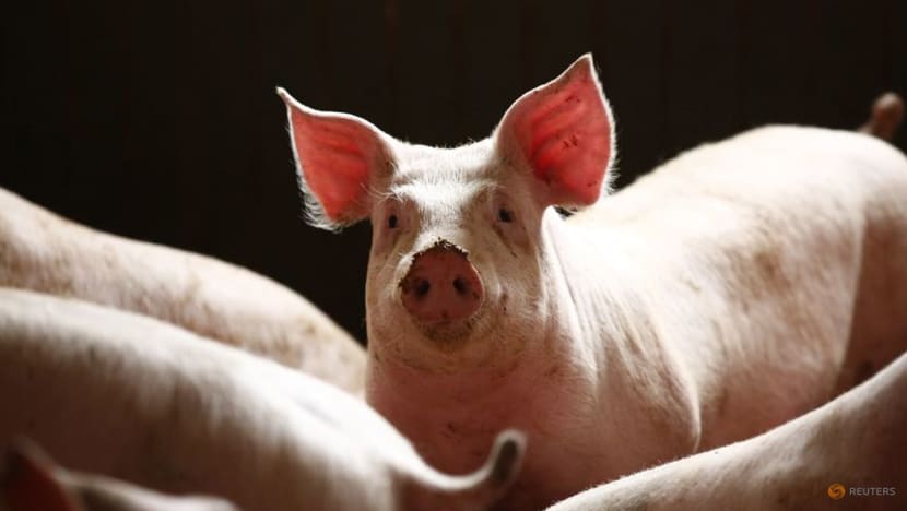 Commentary: Pigs can help solve organ donation problem Commentary: Pigs can help solve organ donation problem