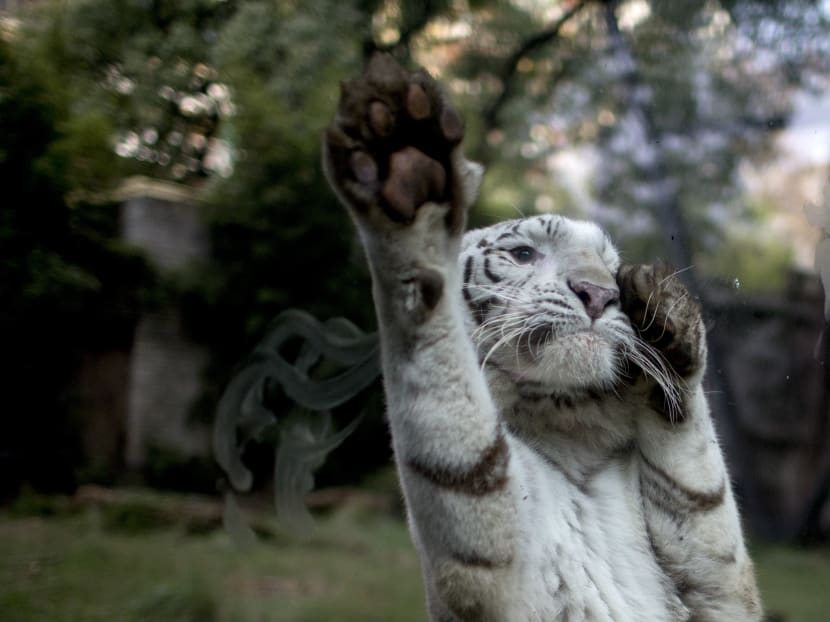 Animals still stuck in cages a year after zoo closure
