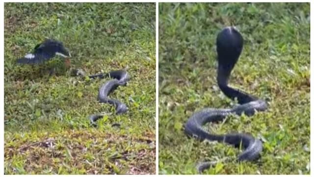 榜鹅惊现眼镜蛇  ACRES：应保持至少三米距离