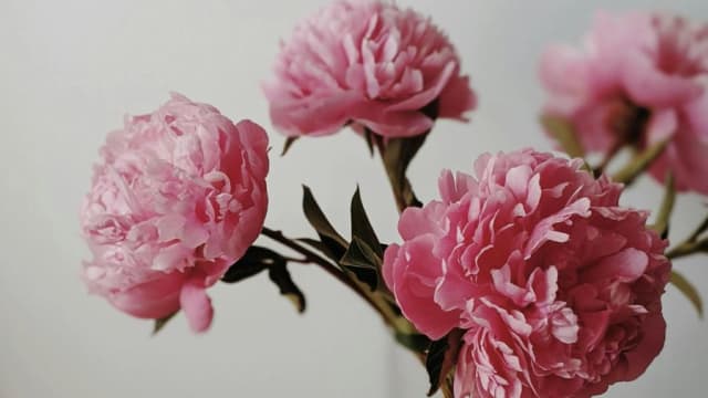 年花虽美太匆匆　延长花期的7个技巧