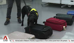 Illegal wildlife trade: NParks may deploy K9 unit at maritime ports to sniff out suspicious cargo 